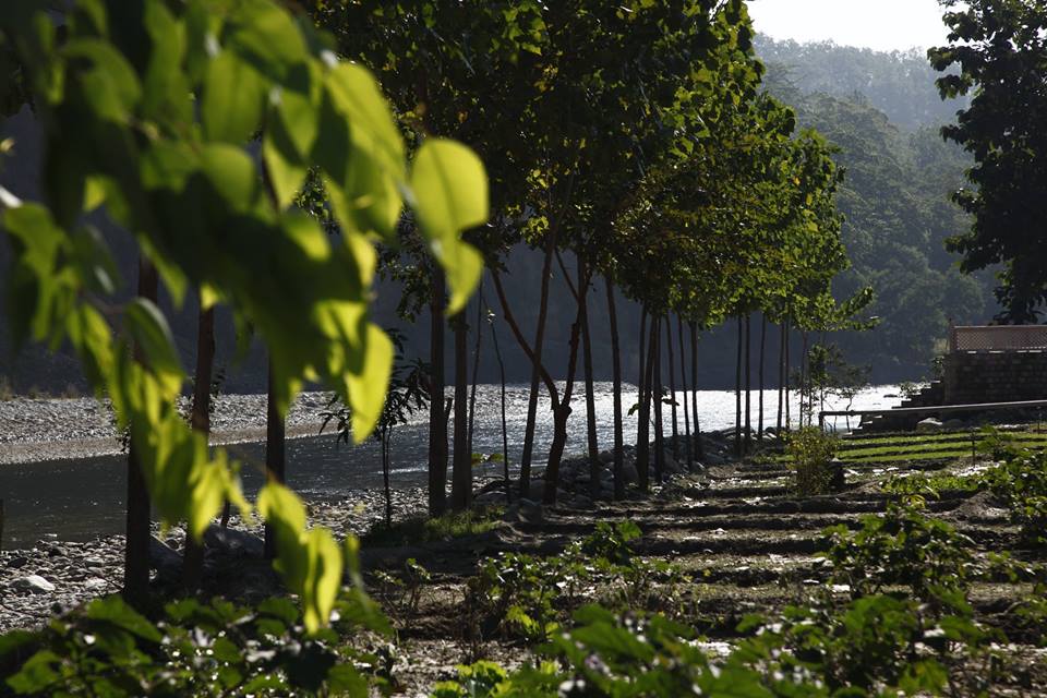 Destination Wedding in Jim Corbett; Organic Farm view 2