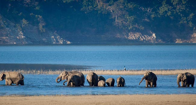 Destination Wedding in Jim Corbett; Gorgeous elephants near the Kosi River