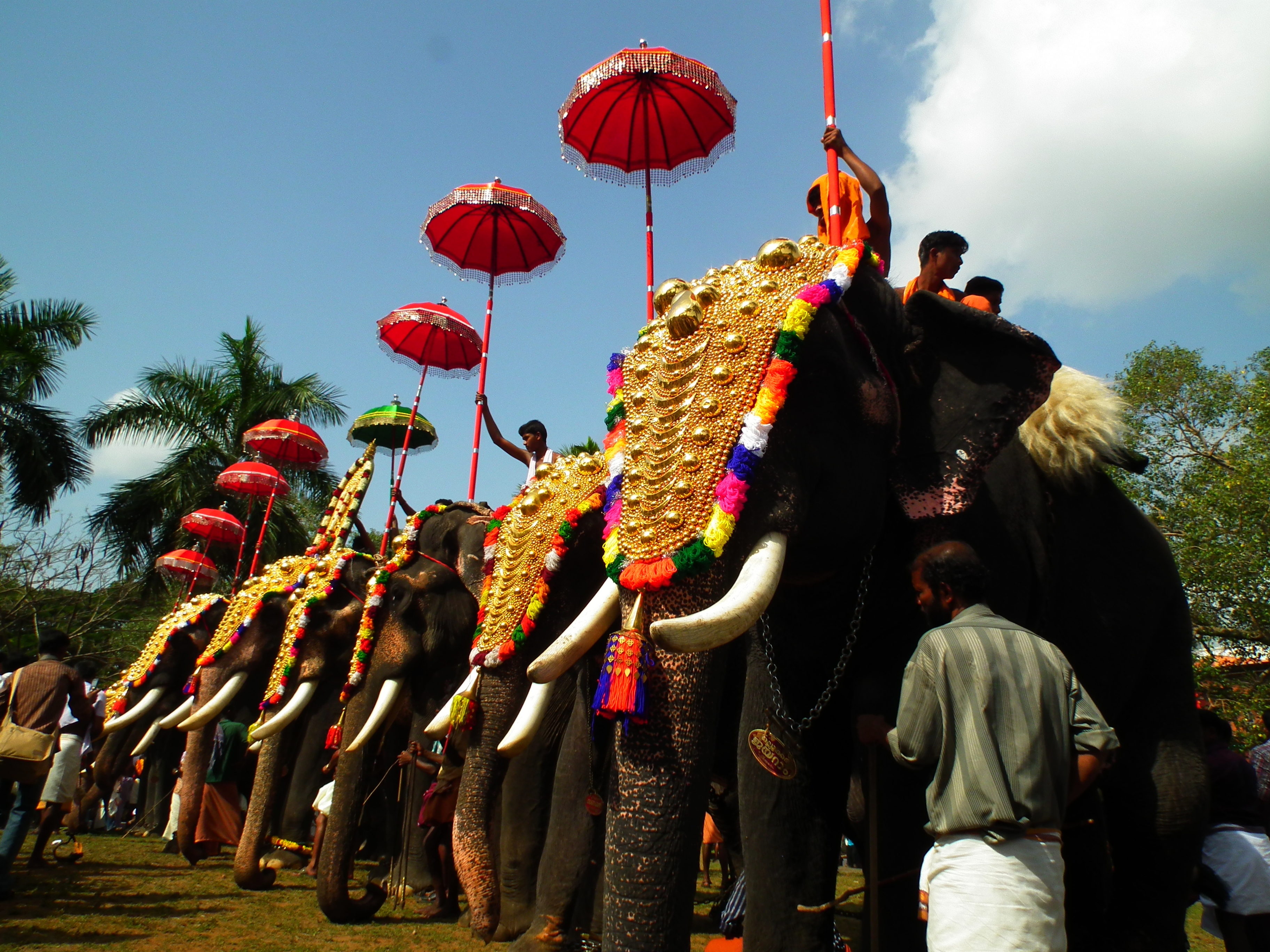 Wedding in Kerala - Elephants